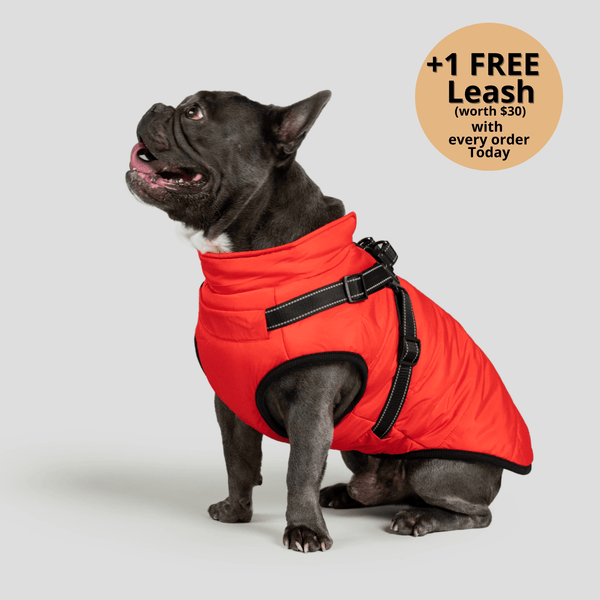 Prifinity™ 3-in-1 Dog Jacket – Waterproof, Warm, and Windproof Protection