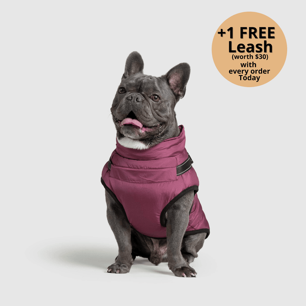 Prifinity™ 3-in-1 Dog Jacket – Waterproof, Warm, and Windproof Protection
